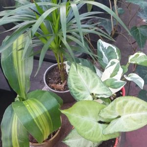 Mini Plantas