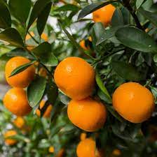 Mandarina Dancing
