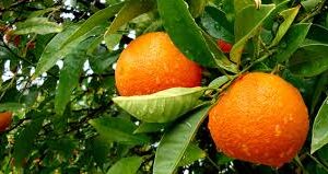 Naranja de Jugo