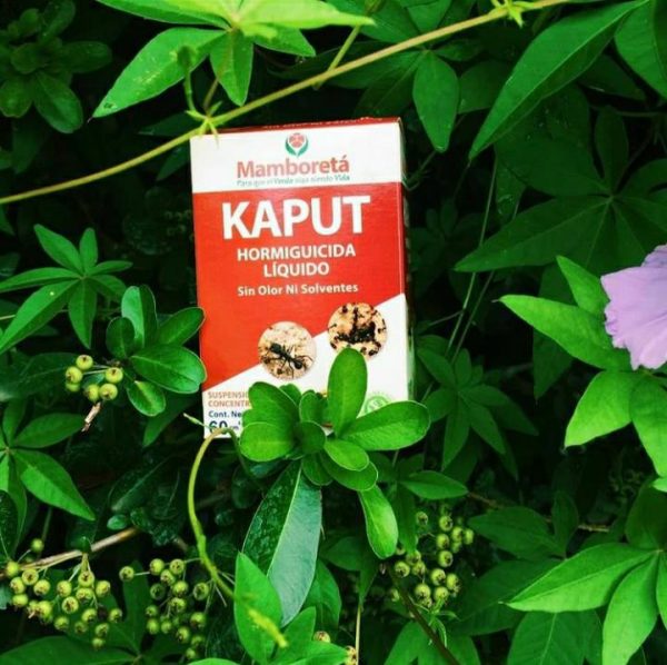Mamboretá Kaput