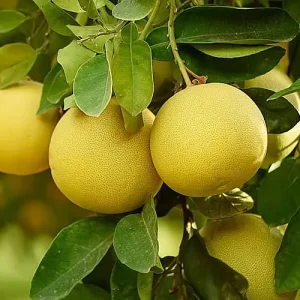 Pomelo Blanco