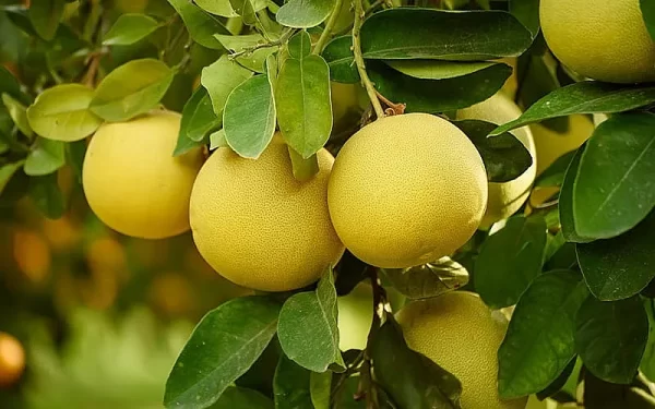 Pomelo Blanco