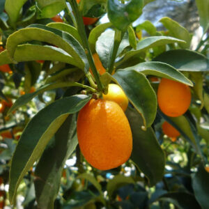 Kinoto Dulce (kunkuats)