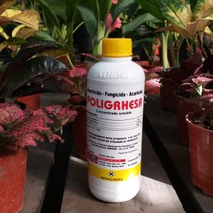 Grhesa Poligrhesa