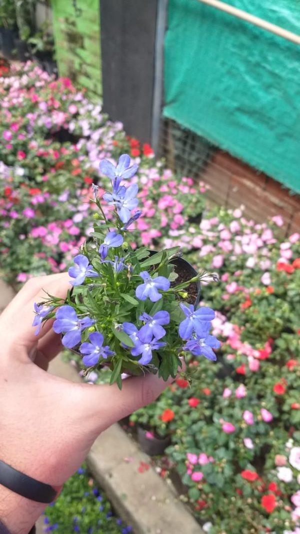 Lobelia - Imagen 2