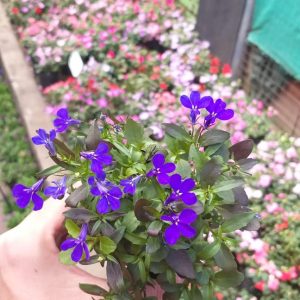 Lobelia
