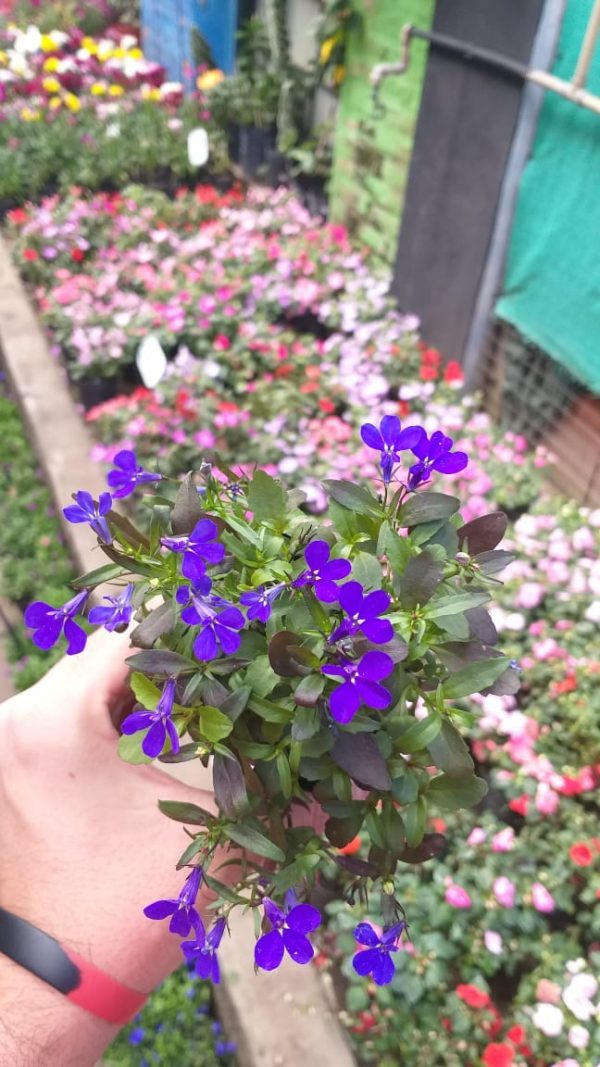 Lobelia