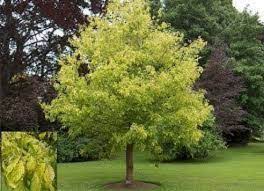 Acer Negundo