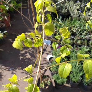 Bignonia Spectabilis