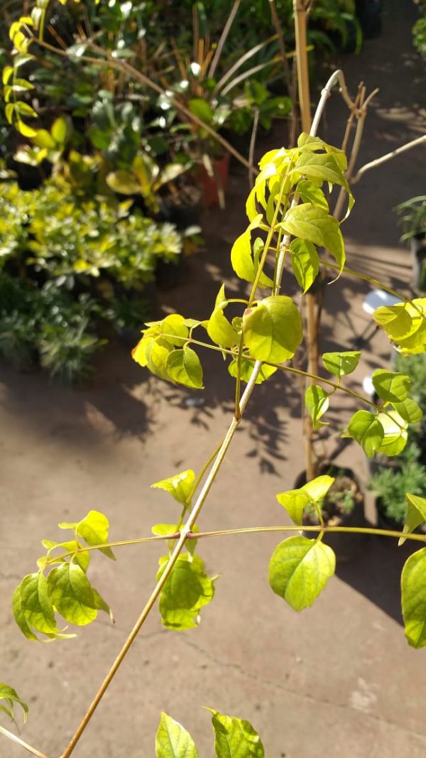 Bignonia Spectabilis - Imagen 2