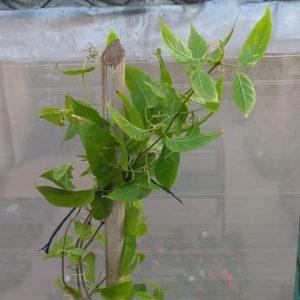 Bignonia Venusta