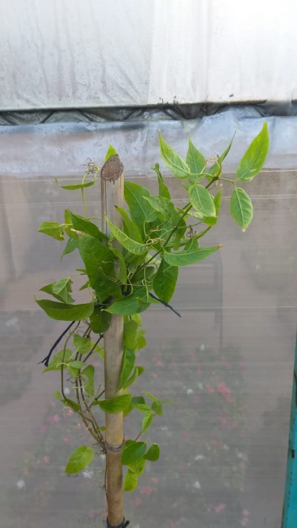 Bignonia Venusta