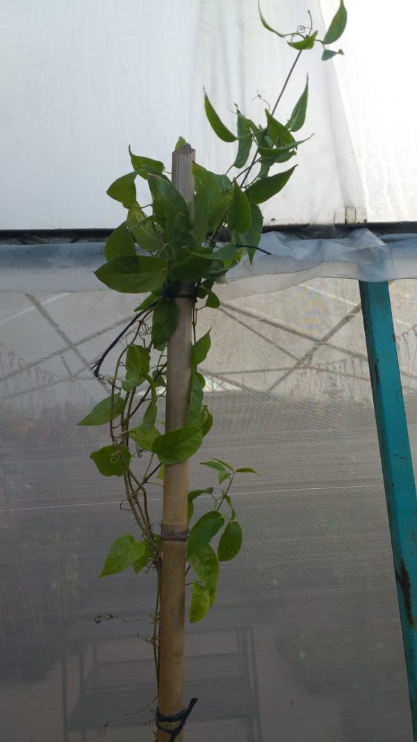 Bignonia Venusta - Imagen 2