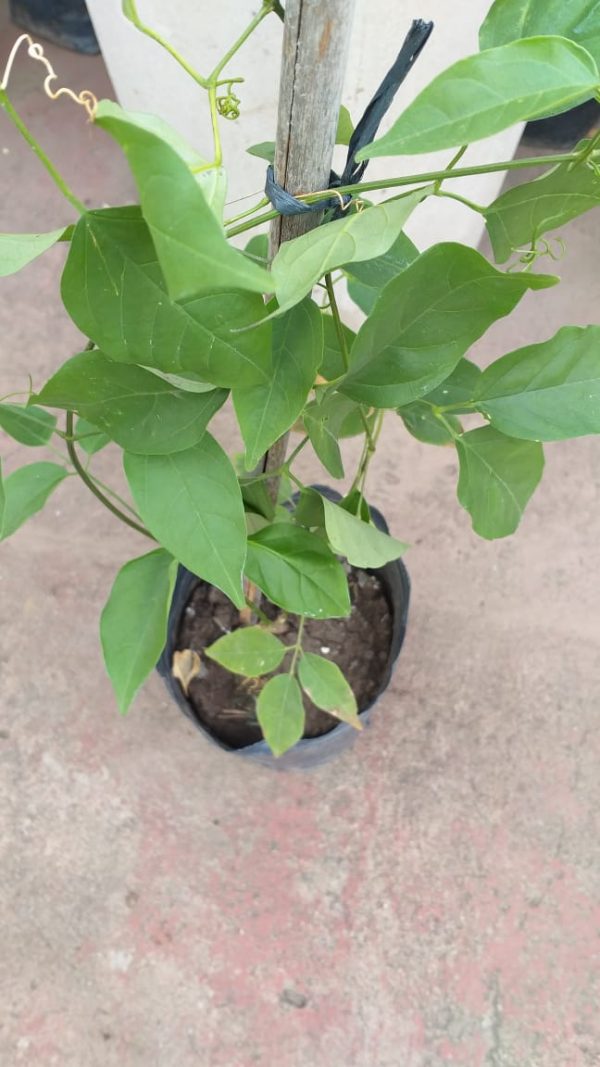 Bignonia Venusta - Imagen 3