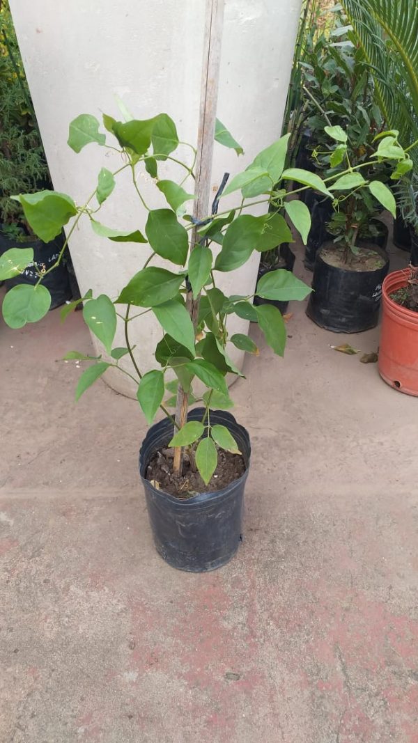 Bignonia Venusta - Imagen 4