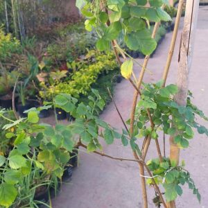 Bignonia Capensis