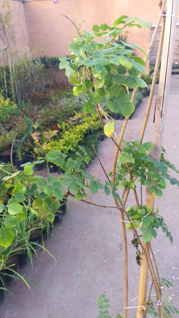 Bignonia Capensis