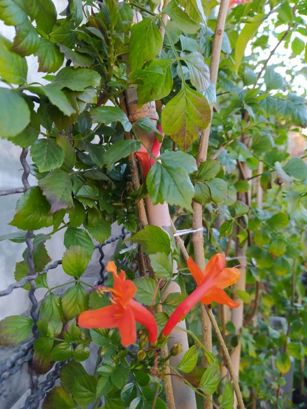 Bignonia Capensis - Imagen 2