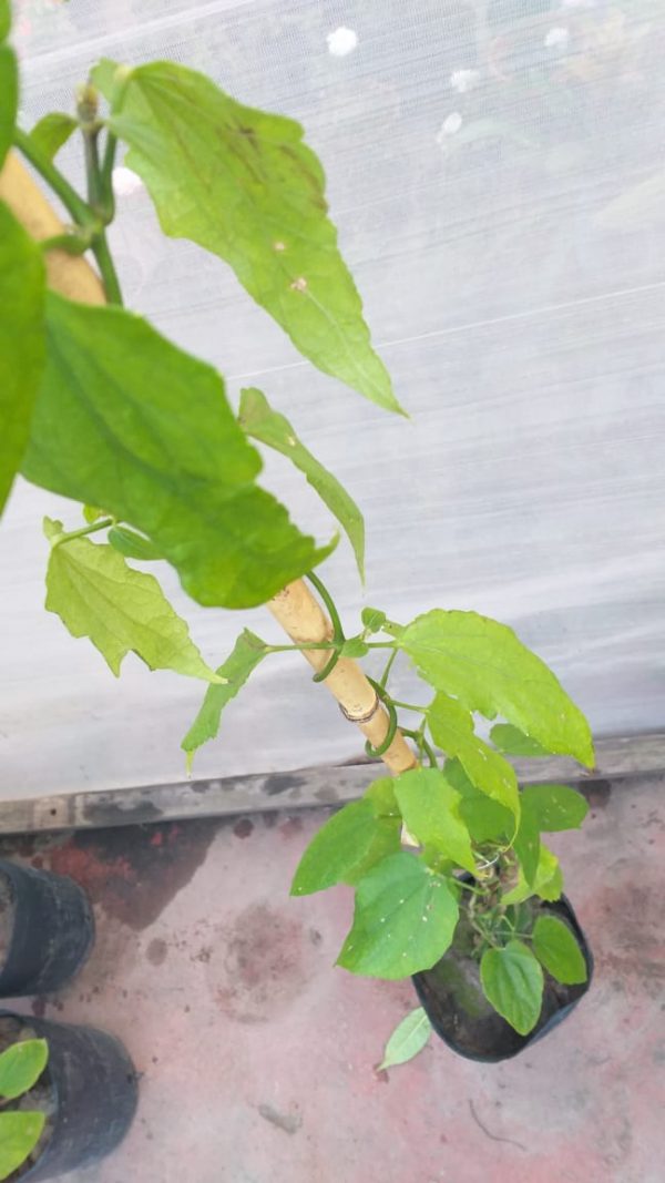Bignonia Thunbergia - Imagen 2