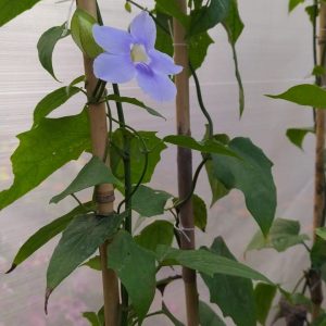 Bignonia Thunbergia