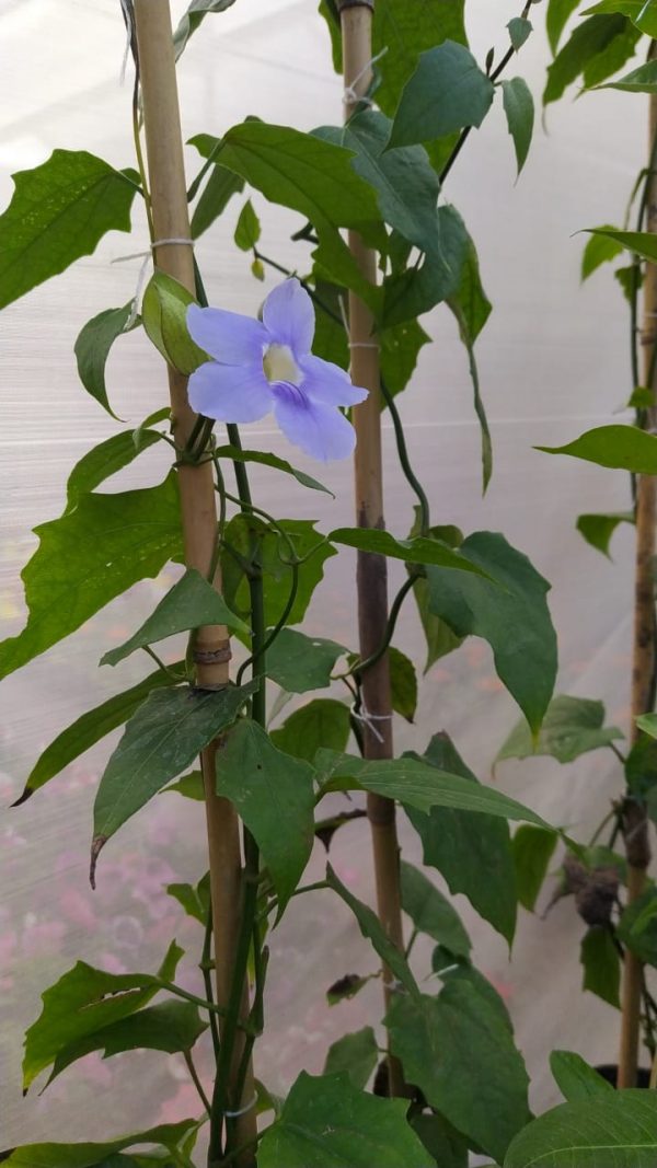 Bignonia Thunbergia