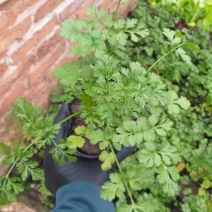 Cilantro