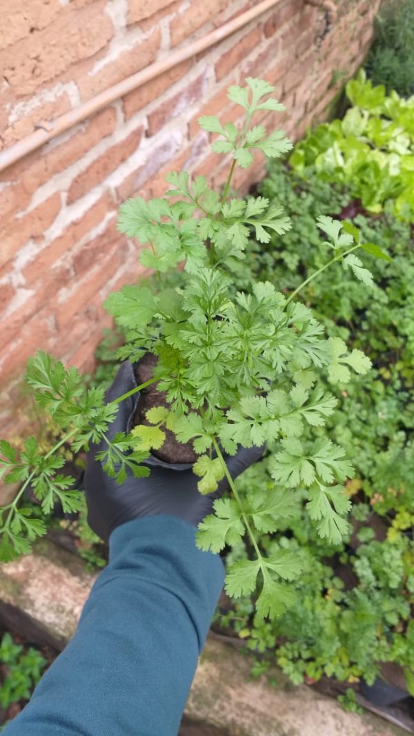 Cilantro