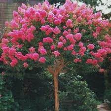 Crespón Árbol