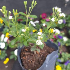 Estevia