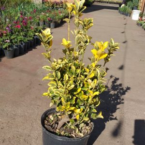 Euonymus