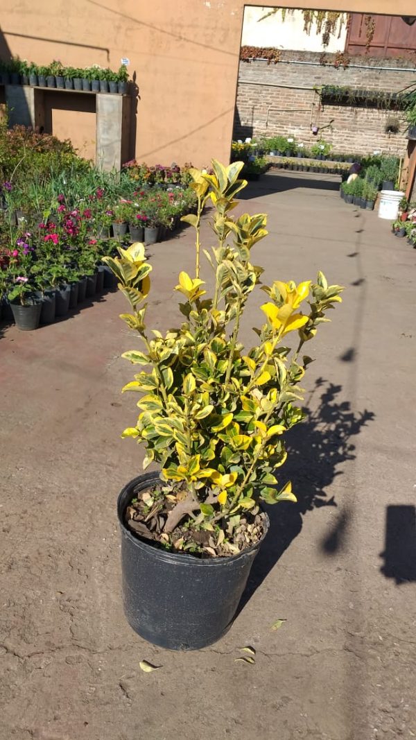 Euonymus