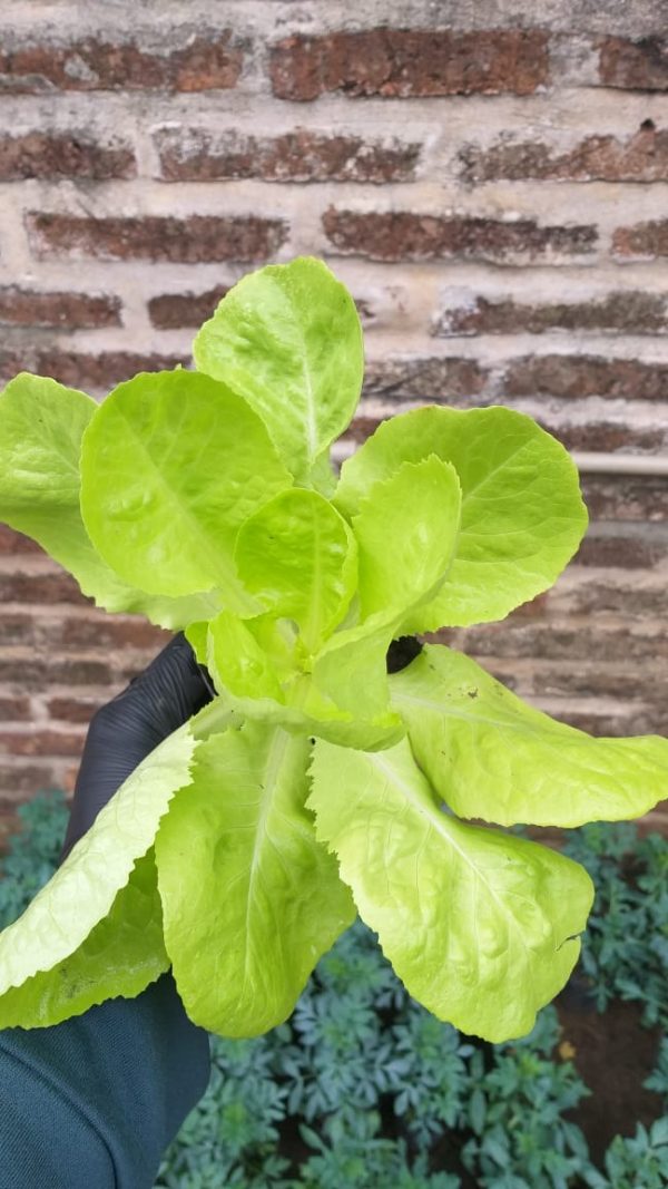 Lechuga