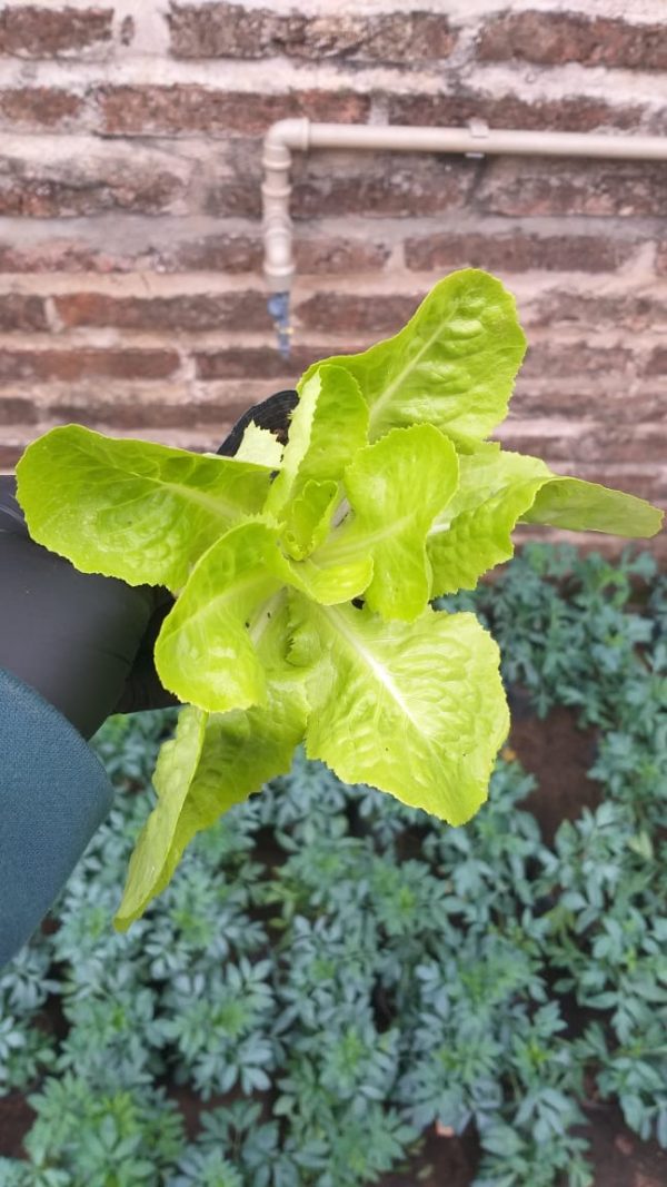 Lechuga - Imagen 2