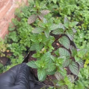 Menta