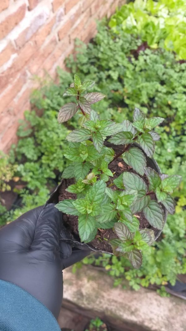 Menta