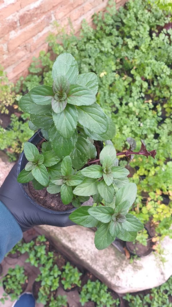 Menta limón