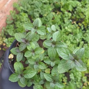 Menta negra