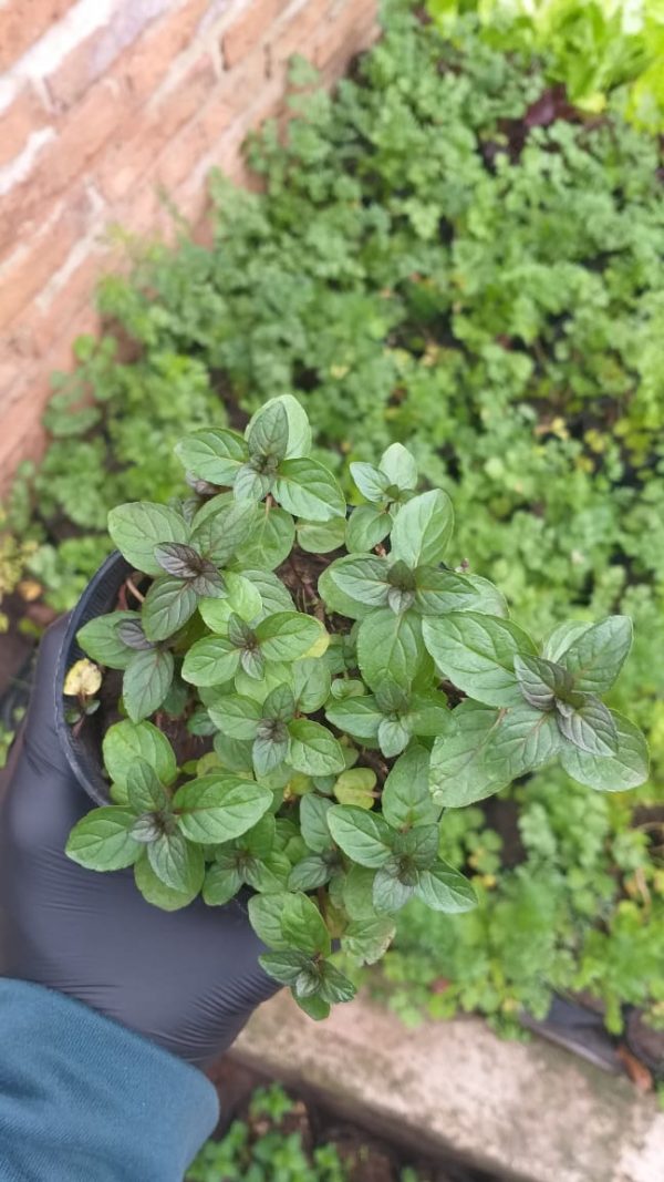 Menta negra