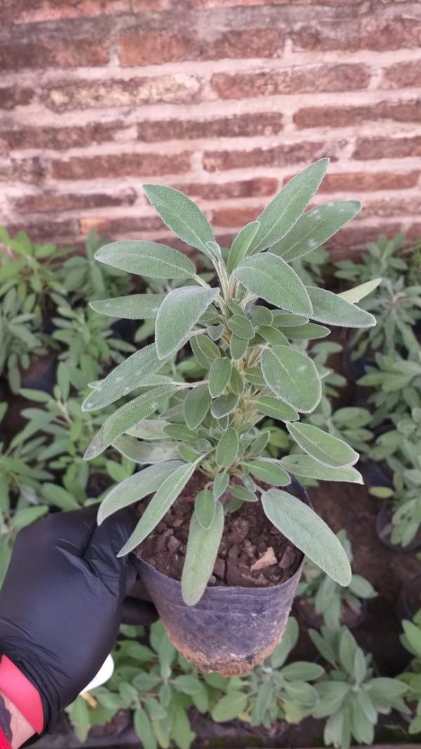 Salvia