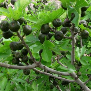 Higo Negro
