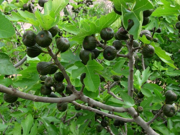 Higo Negro