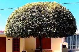 Ligustro Disciplinado o Siempre Verde