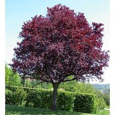 Prunus Pissardi 15L