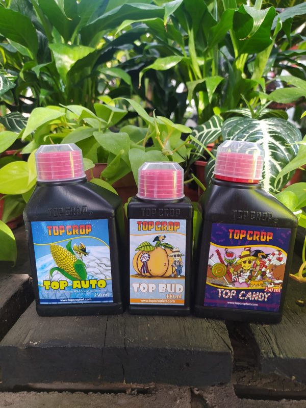 TOP CROP TRIPACK AUTO - Imagen 2
