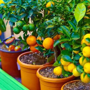 Frutales