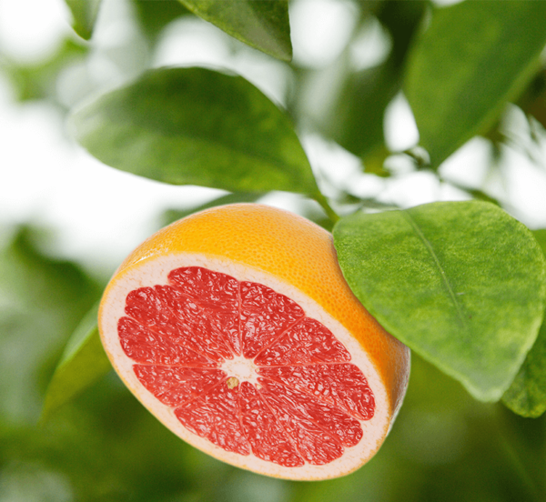 Pomelo Rojo