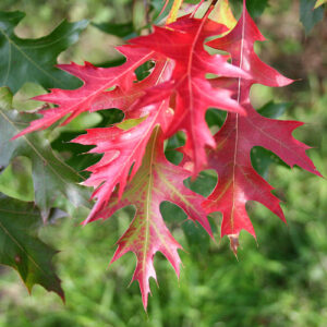 ROBLE PALUSTRIS 15L