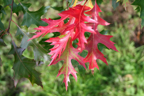 ROBLE PALUSTRIS 15L