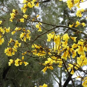 LAPACHO AMARILLO 10L