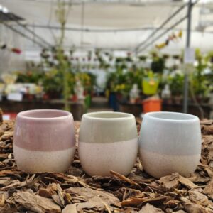 Ovo Bicolor
